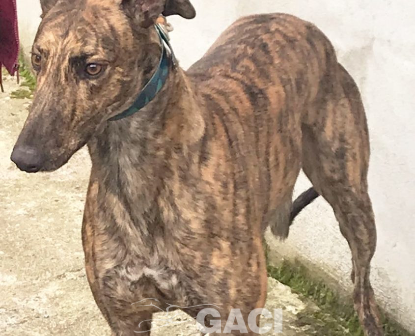 DUSTY-greyhound-GACI- 2018-M (1)