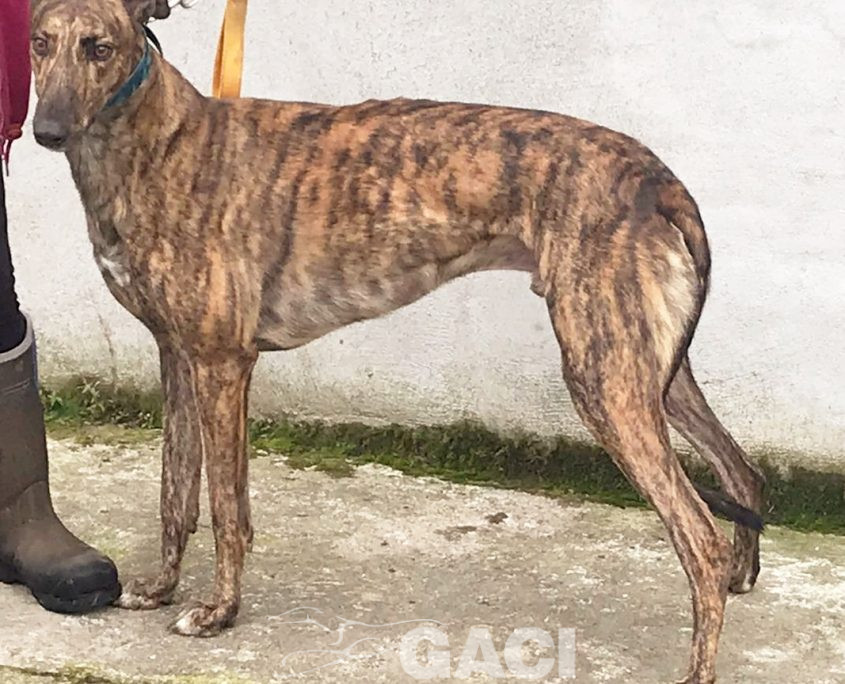 DUSTY-greyhound-GACI- 2018-M (10)
