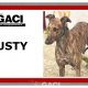 DUSTY-greyhound-GACI- 2018-M (11)