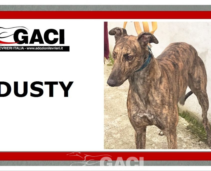 DUSTY-greyhound-GACI- 2018-M (11)