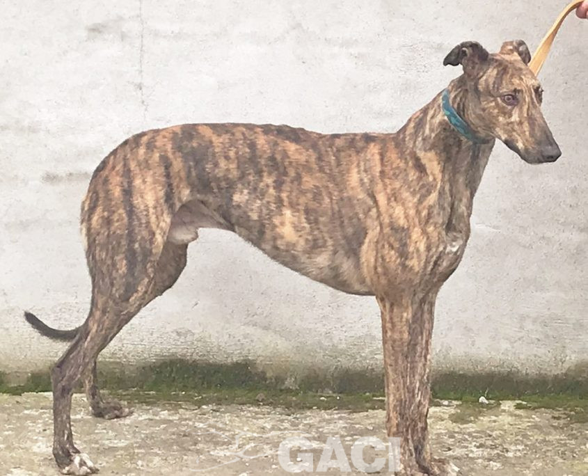 DUSTY-greyhound-GACI- 2018-M (2)