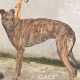 DUSTY-greyhound-GACI- 2018-M (3)