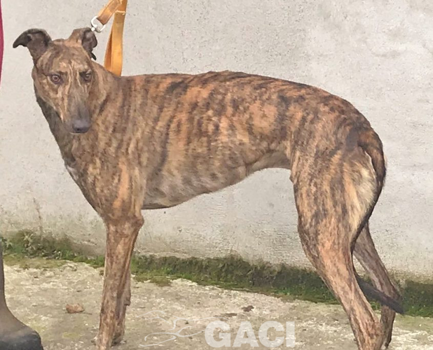 DUSTY-greyhound-GACI- 2018-M (3)