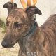 DUSTY-greyhound-GACI- 2018-M (4)