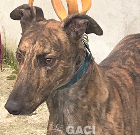 DUSTY-greyhound-GACI- 2018-M (4)