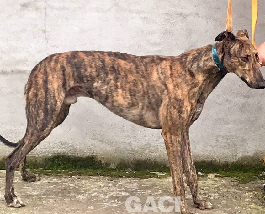 DUSTY-greyhound-GACI- 2018-M (5)