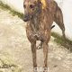 DUSTY-greyhound-GACI- 2018-M (6)