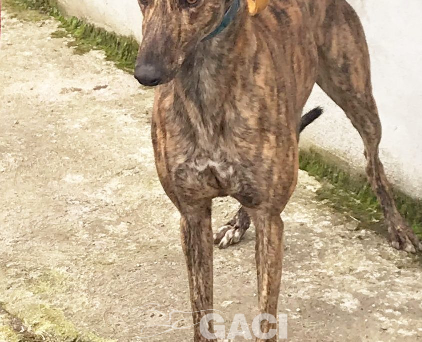 DUSTY-greyhound-GACI- 2018-M (6)