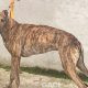 DUSTY-greyhound-GACI- 2018-M (7)