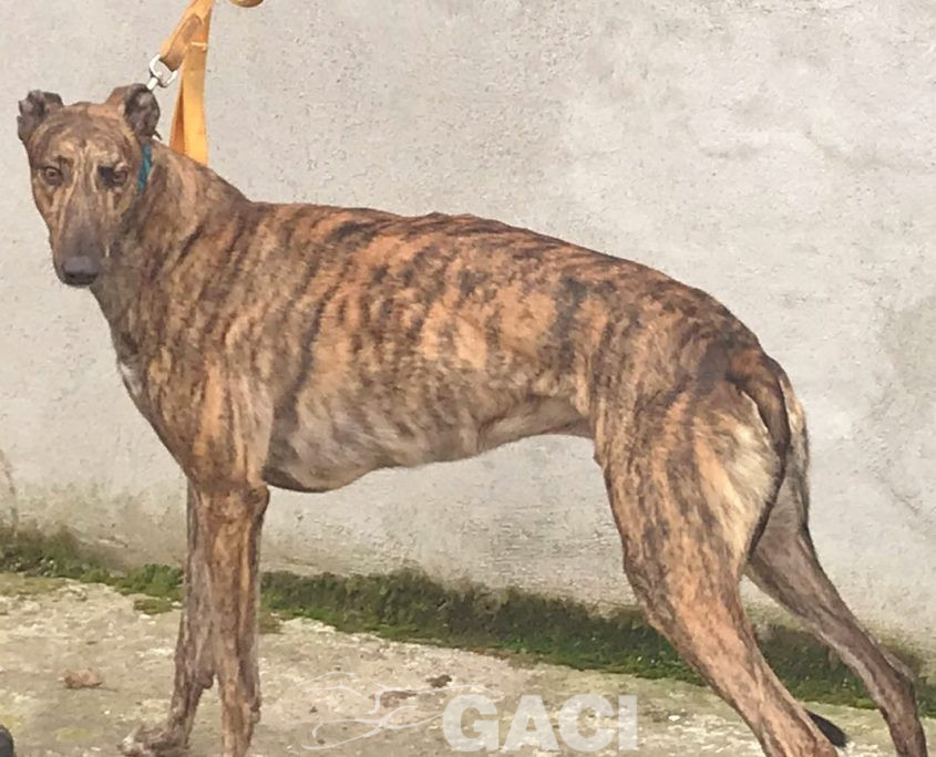 DUSTY-greyhound-GACI- 2018-M (7)