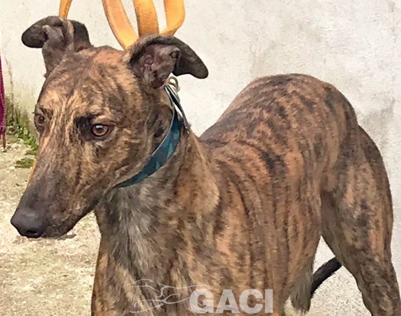DUSTY-greyhound-GACI- 2018-M (8)