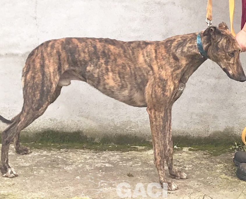 DUSTY-greyhound-GACI- 2018-M (9)