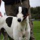 FJORD-greyhound- GACI -M (1)