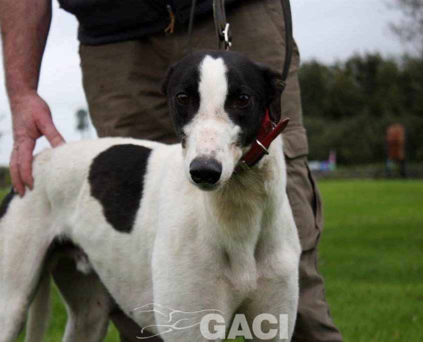 FJORD-greyhound- GACI -M (1)