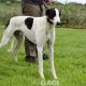 FJORD-greyhound- GACI -M (10)
