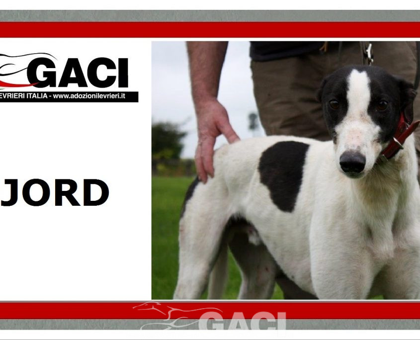 FJORD-greyhound- GACI -M (11)