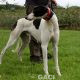 FJORD-greyhound- GACI -M (2)