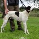 FJORD-greyhound- GACI -M (3)
