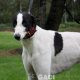 FJORD-greyhound- GACI -M (4)