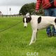 FJORD-greyhound- GACI -M (5)
