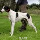 FJORD-greyhound- GACI -M (7)