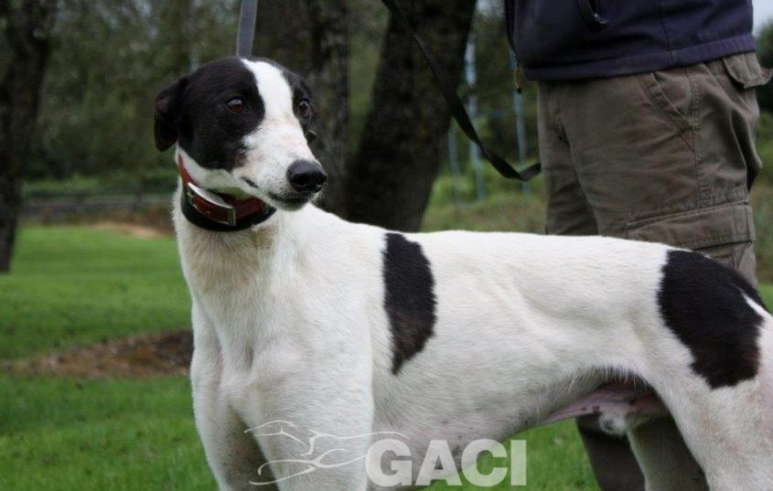 FJORD-greyhound- GACI -M (8)