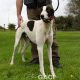 FJORD-greyhound- GACI -M (9)