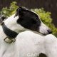 HONEY-greyhound-GACI (1)