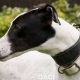 HONEY-greyhound-GACI (11)