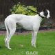 HONEY-greyhound-GACI (12)