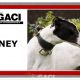 HONEY-greyhound-GACI (13)