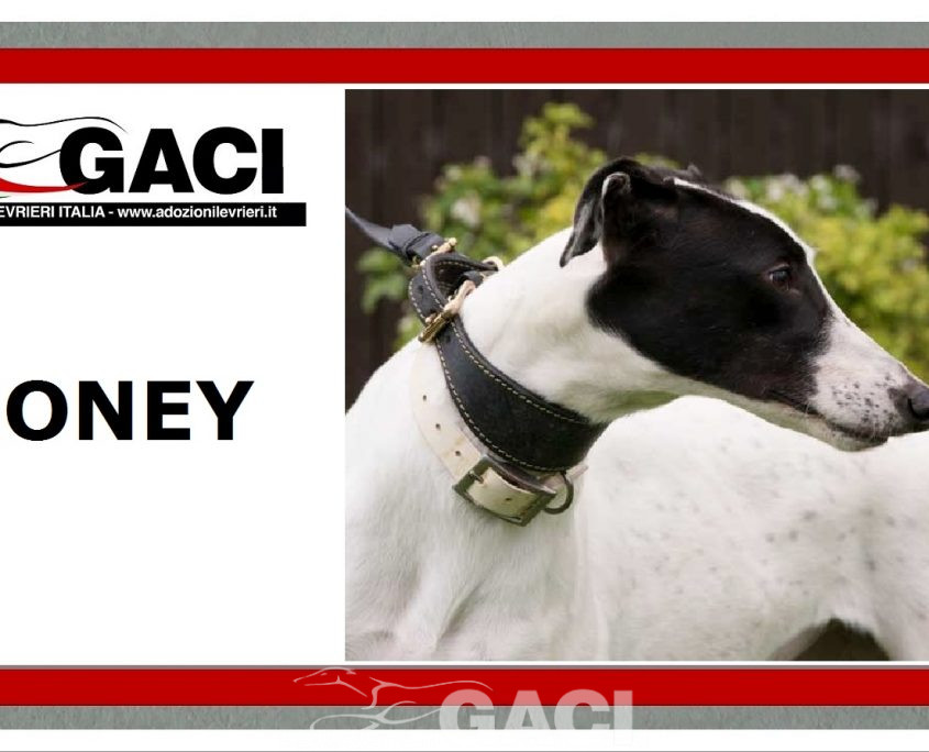 HONEY-greyhound-GACI (13)