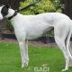 HONEY-greyhound-GACI (8)