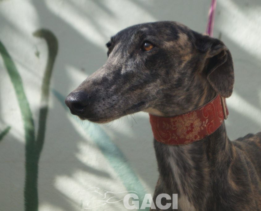 P201109_02 PILLAYO M2 941000023363667 ( CESION) (1)