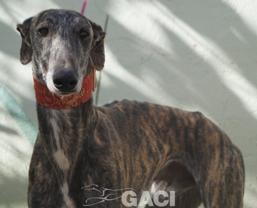 P201109_02 PILLAYO M2 941000023363667 ( CESION) (2)