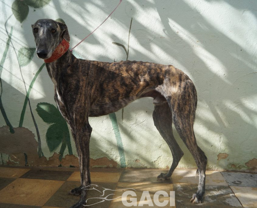 P201109_02 PILLAYO M2 941000023363667 ( CESION) (3)