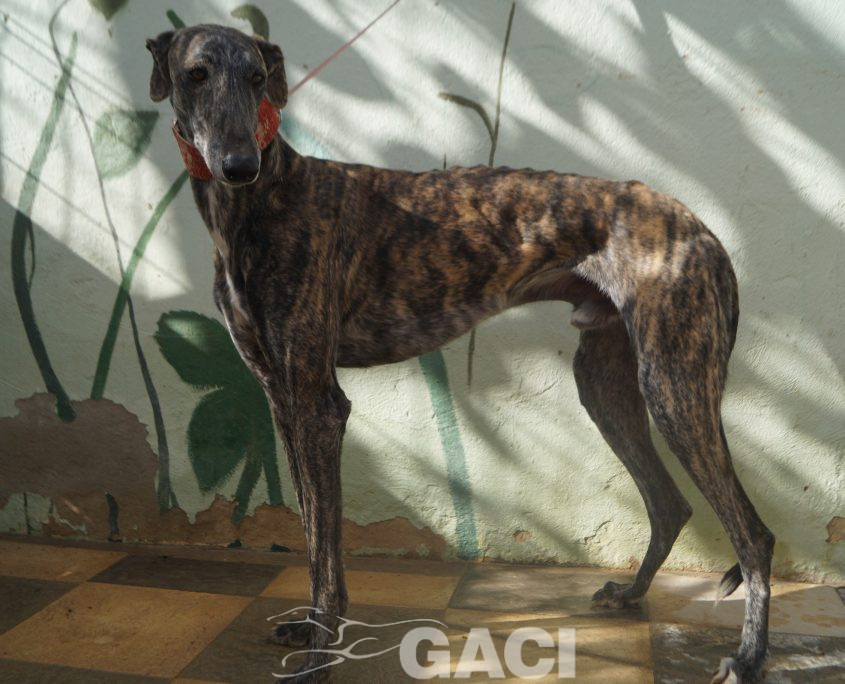 P201109_02 PILLAYO M2 941000023363667 ( CESION) (4)