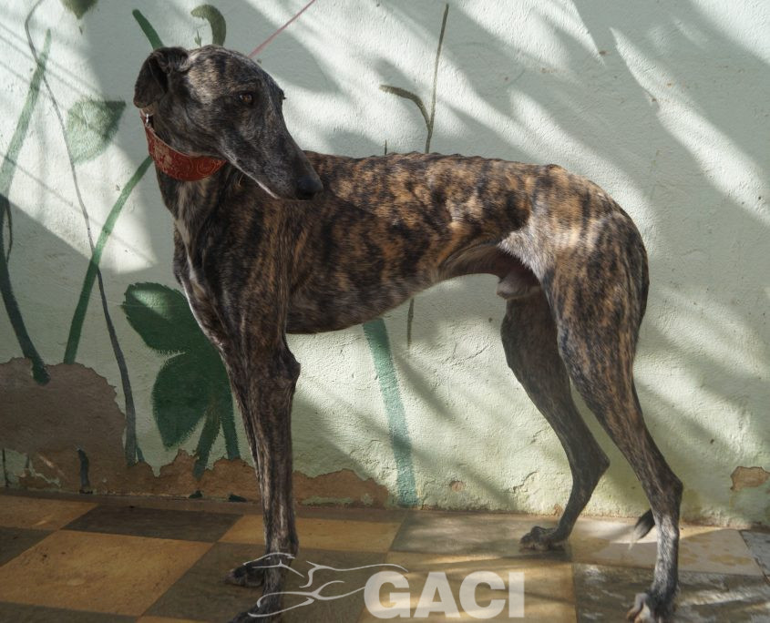 P201109_02 PILLAYO M2 941000023363667 ( CESION) (5)