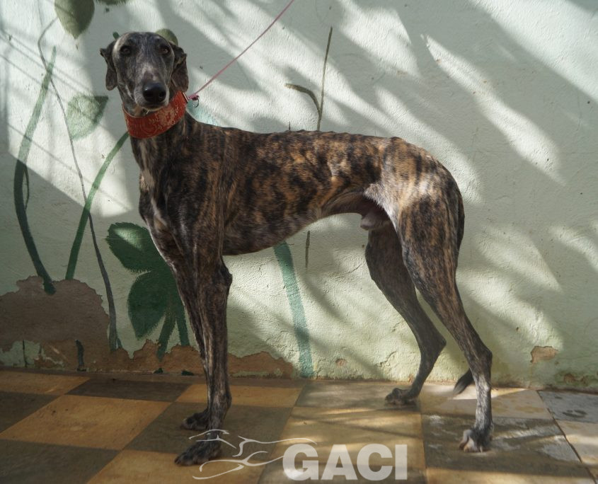 P201109_02 PILLAYO M2 941000023363667 ( CESION) (6)