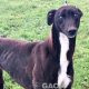 FREDDIE-greyhound-GACI-07-10-2018-M (1)