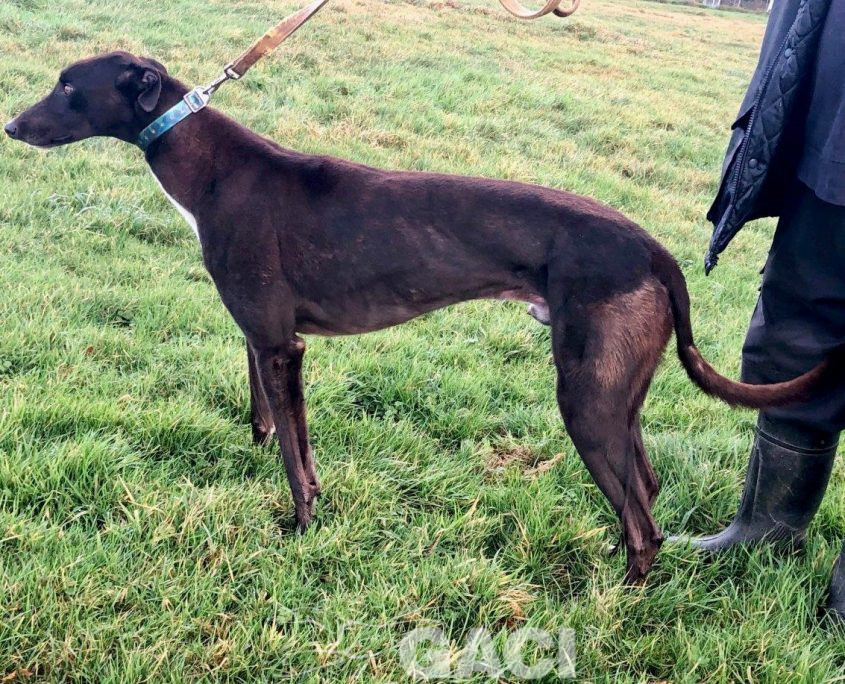 FREDDIE-greyhound-GACI-07-10-2018-M (2)