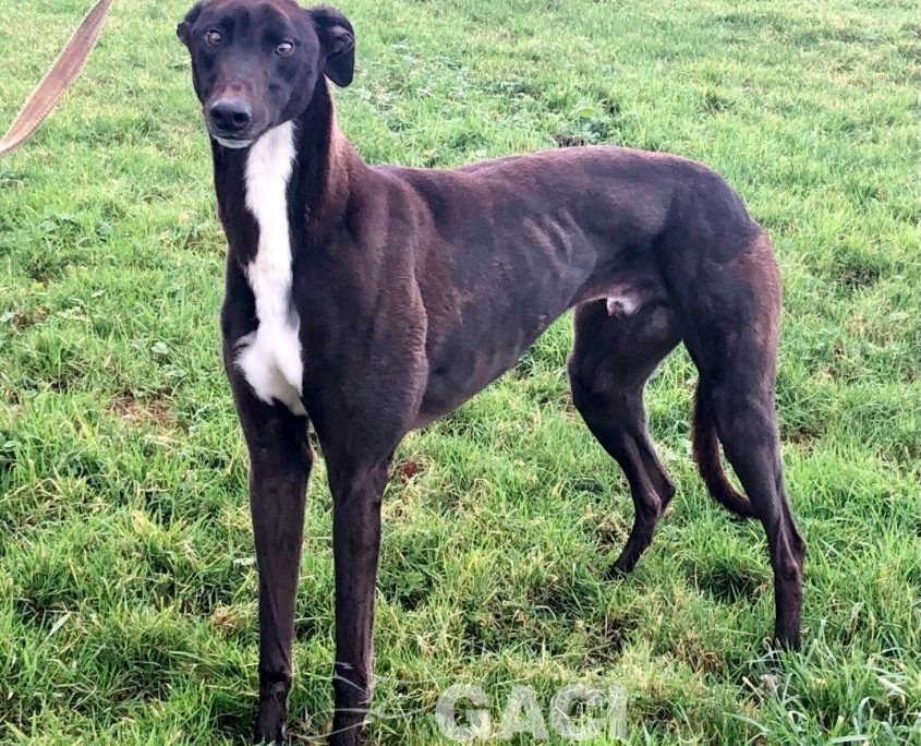 FREDDIE-greyhound-GACI-07-10-2018-M (5)