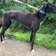 FREDDIE-greyhound-GACI-07-10-2018-M (6)