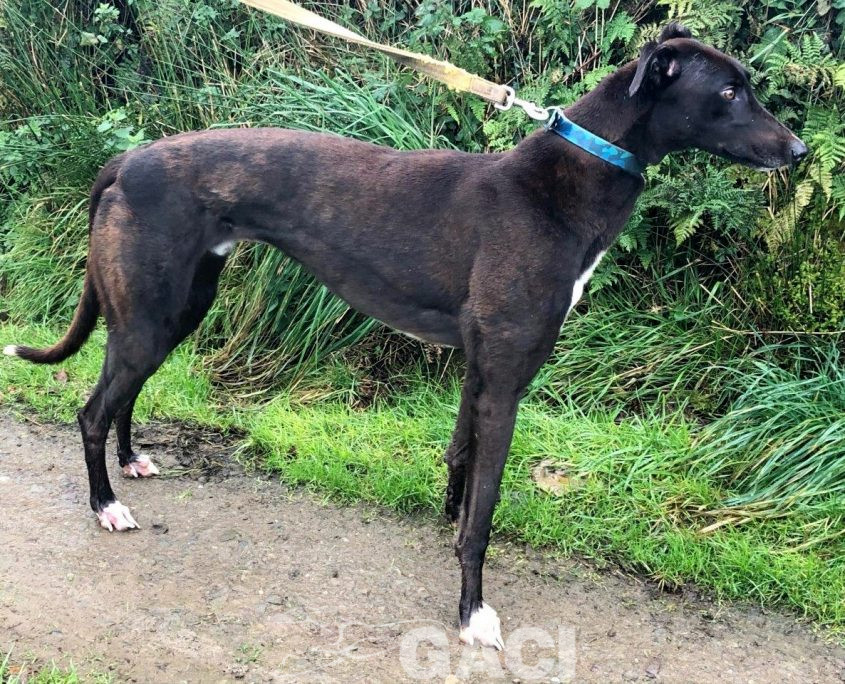 FREDDIE-greyhound-GACI-07-10-2018-M (6)