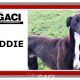 FREDDIE-greyhound-GACI-07-10-2018-M (8)