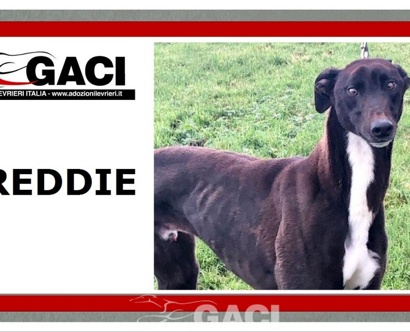 FREDDIE-greyhound-GACI-07-10-2018-M (8)