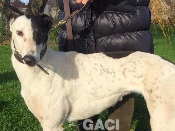 GWEN-greyhound-GACI-24-12-2016-M (1)