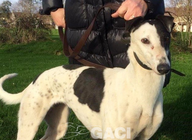 GWEN-greyhound-GACI-24-12-2016-M (2)