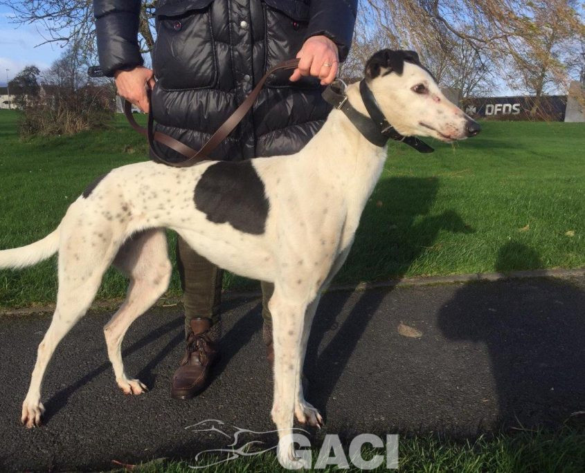 GWEN-greyhound-GACI-24-12-2016-M (3)