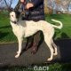 GWEN-greyhound-GACI-24-12-2016-M (4)